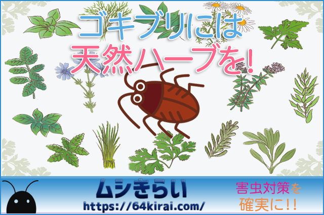 ゴキブリに天然ハーブが効果的 種類や使用方法を詳しく解説 ムシキライ